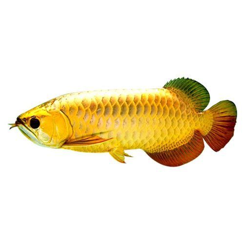 24k金頭過背金龍魚的價格是多少？