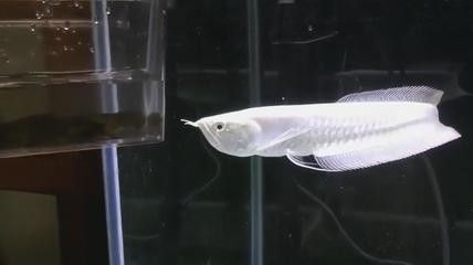 龍魚太兇怎么辦啊：如何處理兇猛的龍魚