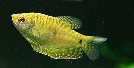 黃曼龍魚怎么分公母圖解（曼龍魚怎么分公母）