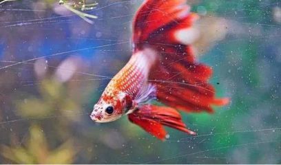 龍魚撞缸死了有什么預兆：龍魚撞缸死亡的幾個預兆