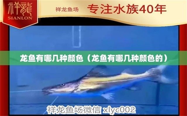 龍魚長啥樣子（龍魚與其它觀賞魚混養注意事項龍魚與其它觀賞魚混養注意事項）