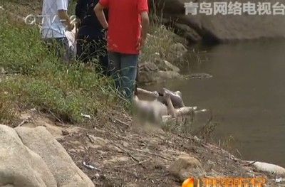 紅龍魚身體彎曲的恢復時間取決于多種因素，紅龍魚身體彎曲多少天能恢復：紅龍魚身體彎曲多久能恢復 紅龍魚身體彎曲的恢復時間取決于多種因素，紅龍魚身體彎曲多少天能恢復：紅龍魚身體彎曲多久能恢復 龍魚百科 第2張