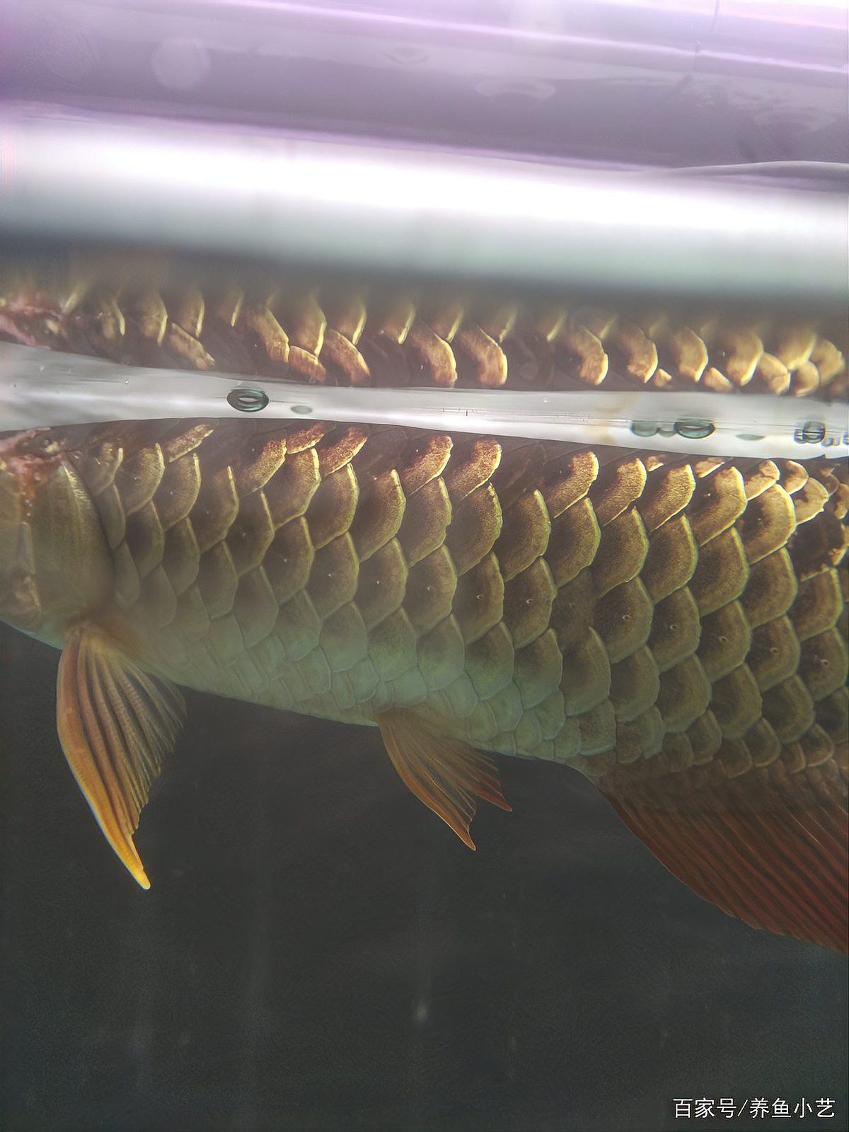 過(guò)背金龍魚(yú)珠鱗不亮怎么辦？