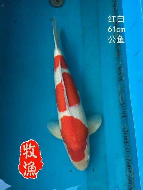 曬一曬不生蟲 曬一曬不生蟲 龍魚百科 第1張