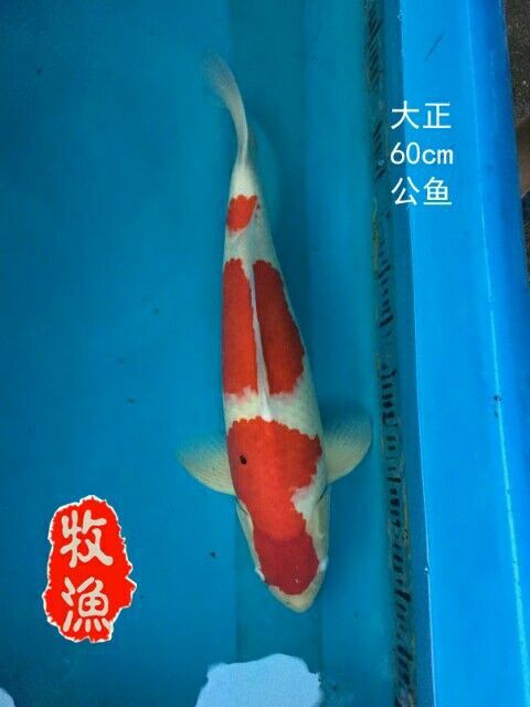曬一曬不生蟲 曬一曬不生蟲 龍魚百科 第3張