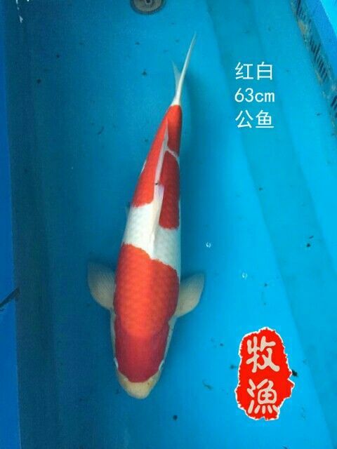 曬一曬不生蟲 曬一曬不生蟲 龍魚百科 第2張