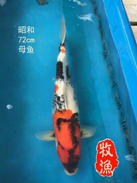 曬一曬不生蟲 曬一曬不生蟲 龍魚百科 第4張