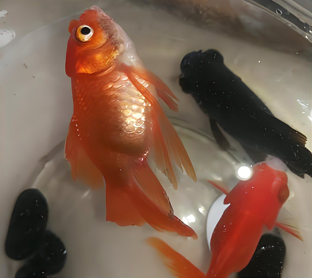 金魚奄奄一息,身體翻了一半怎么辦