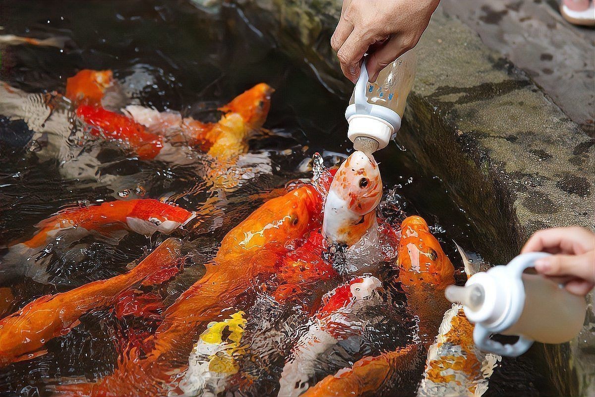 金魚奄奄一息,身體翻了一半怎么辦