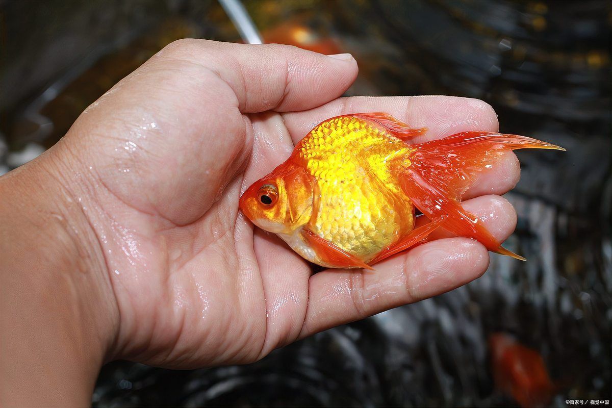 金魚奄奄一息,身體翻了一半怎么辦