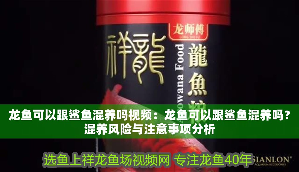 龍魚可以跟鯊魚混養嗎視頻：龍魚可以跟鯊魚混養嗎？混養風險與注意事項分析