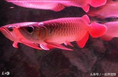 龍魚吐胃袋怎么處理，龍魚吐胃袋怎么處理龍魚吐胃袋：龍魚吐胃袋怎么辦龍魚吐胃袋怎么辦