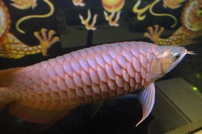 養龍魚多少度水溫合適呢 龍魚百科 第3張 養龍魚多少度水溫合適呢 養龍魚多少度水溫合適呢 龍魚百科 第3張