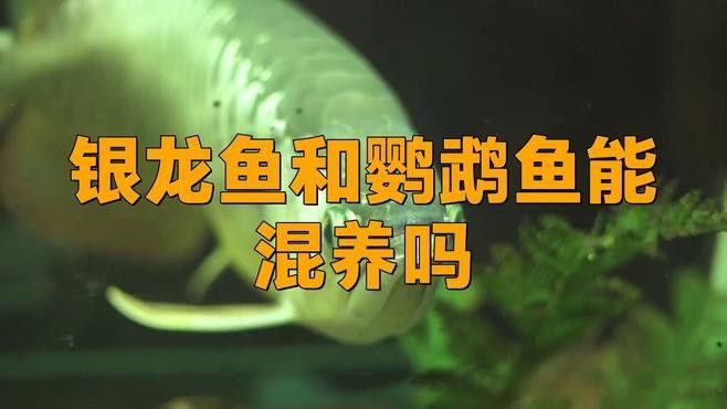 銀龍魚配幾條鸚鵡好