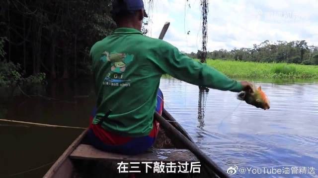 世界上最大的銀龍魚視頻圖片