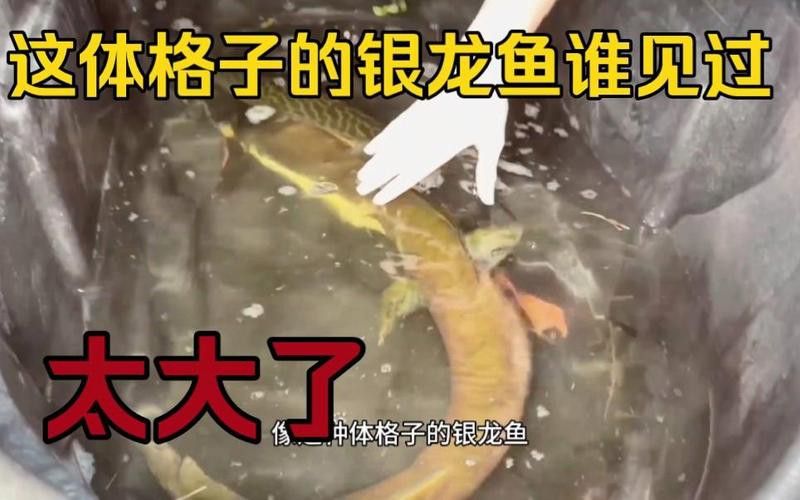 世界上最大的銀龍魚視頻圖片