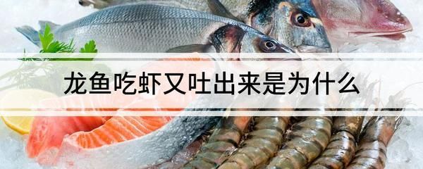 龍魚吃蝦嚼兩下就吐的原因（龍魚吃蝦嚼兩下就吐可能由多種因素引起）