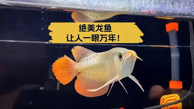 給我推薦一些金龍魚壁紙