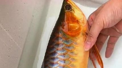 龍魚是否可以吃新鮮的肉(龍魚可以吃肉嗎) 龍魚百科 第1張 龍魚是否可以吃新鮮的肉(龍魚可以吃肉嗎) 龍魚是否可以吃新鮮的肉(龍魚可以吃肉嗎) 龍魚百科 第1張