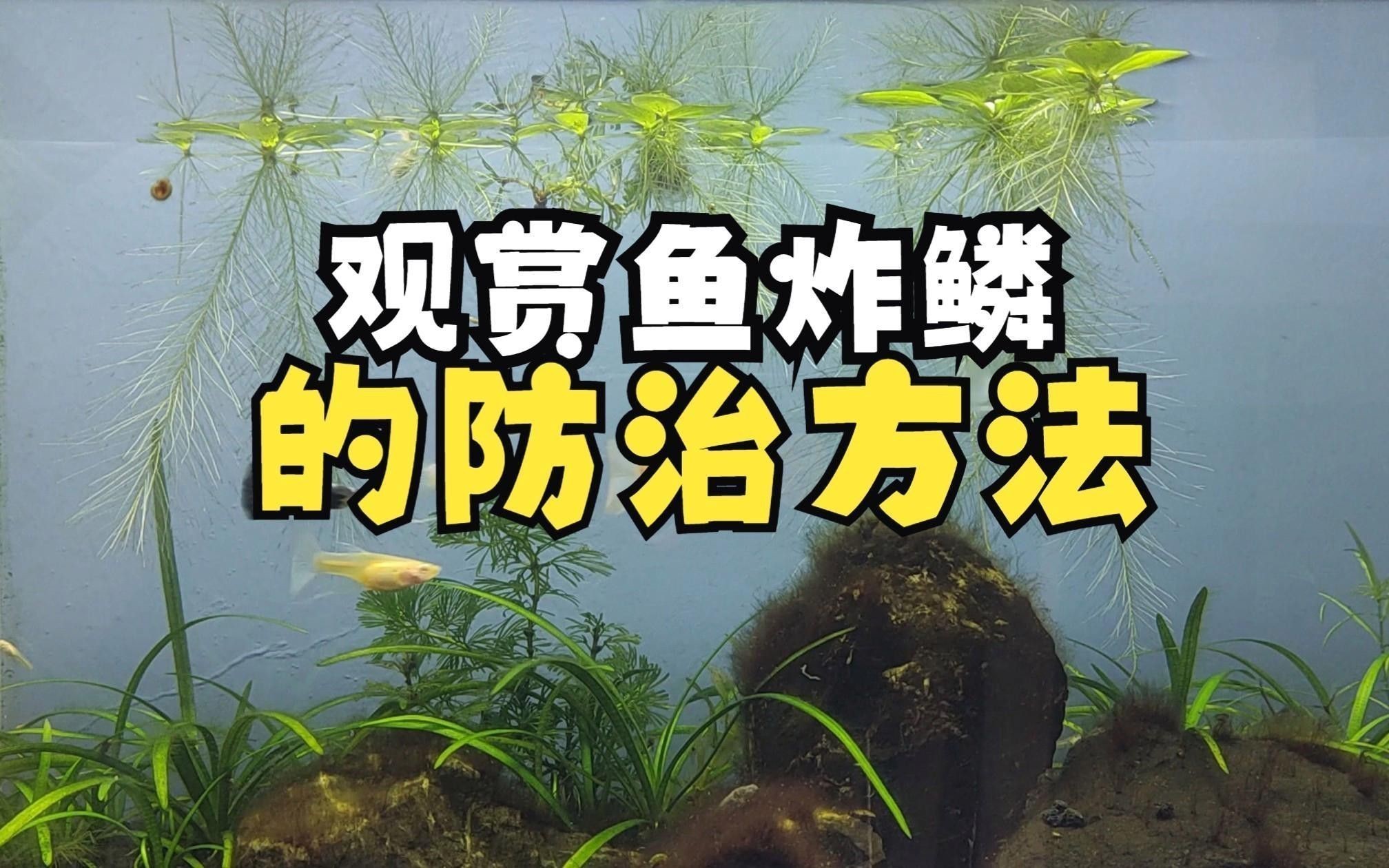 如何預防紅龍魚炸鱗？