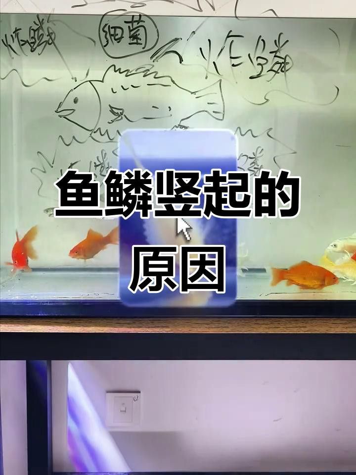 如何預防紅龍魚炸鱗？