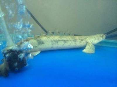 虎紋恐龍魚養單還是養雙（虎紋恐龍魚養殖數量可以根據個人喜好、魚缸大小和養殖目的來決定）