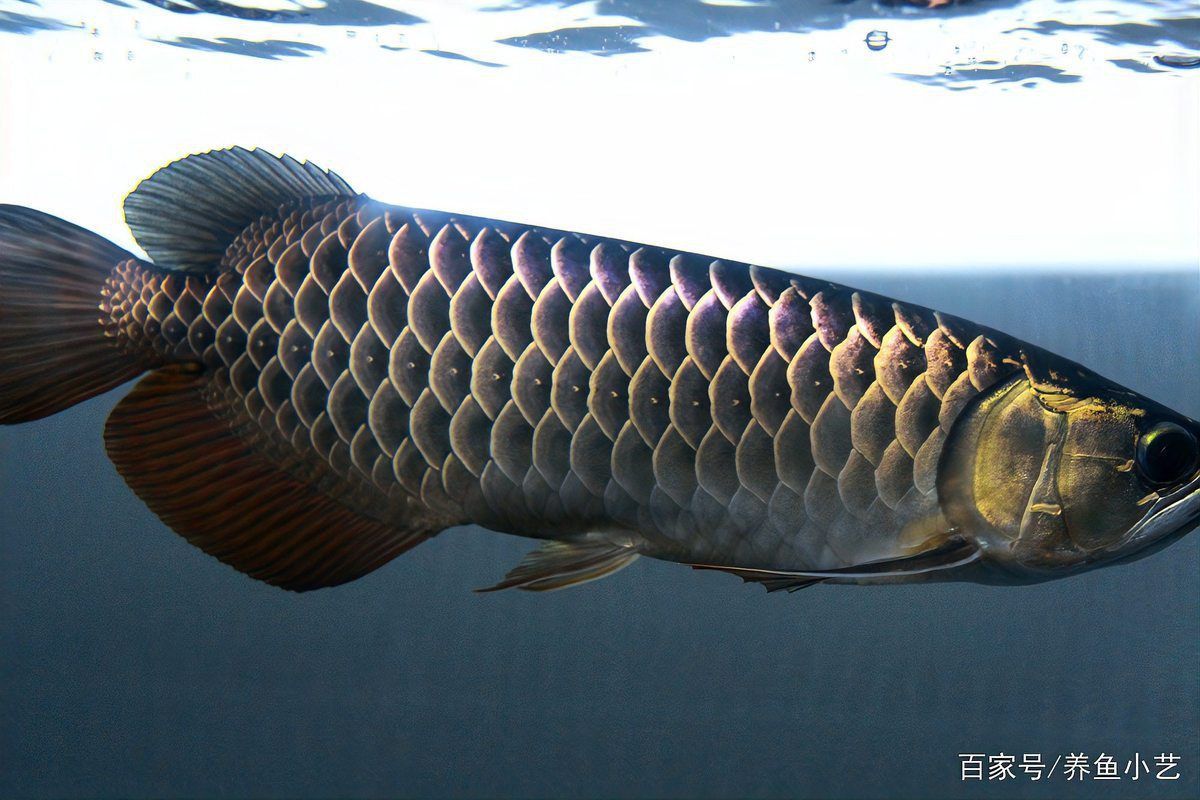 龍魚長什么樣子