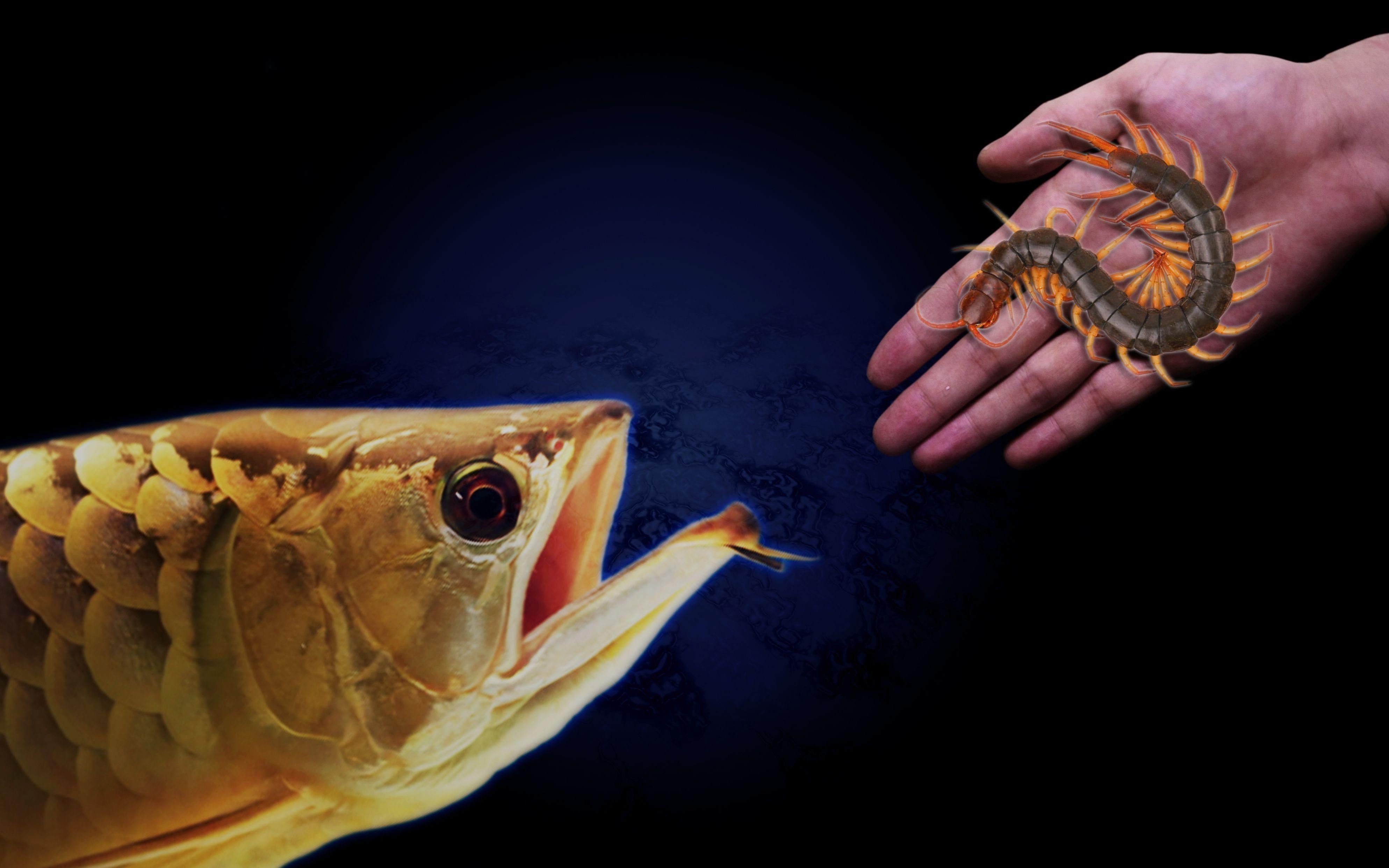 如何判斷高背紅龍魚是否吃飽？ 如何判斷高背紅龍魚是否吃飽？ 龍魚百科 第2張