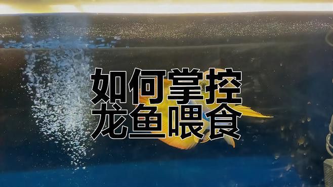 如何判斷高背紅龍魚是否吃飽？ 如何判斷高背紅龍魚是否吃飽？ 龍魚百科 第5張