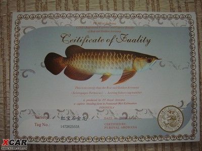 龍魚芯片號碼查詢（龍魚芯片號碼怎么查詢）