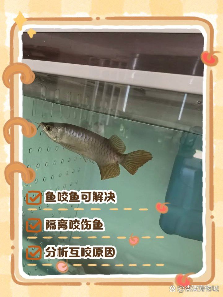 大銀龍魚咬小銀龍魚怎么辦