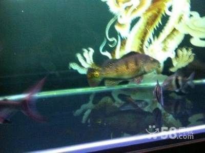 龍魚與飛鳳魚混養的適宜性（飛鳳魚和龍魚可以混養嗎？）