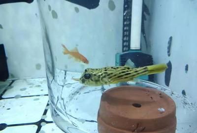 黃鰭鯧配龍魚可以嗎【黃鰭鯧與龍魚混養的成功案例】