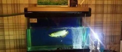 龍魚一會趴缸一會游姿不正常：龍魚一會趴缸一會游姿不正?？赡苡啥喾N因素引起