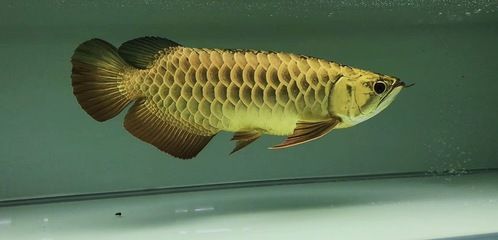 龍魚化石貼吧：龍魚化石的發現和特征 龍魚化石貼吧：龍魚化石的發現和特征 龍魚百科 第1張