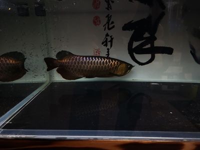 龍魚化石貼吧：龍魚化石的發現和特征 龍魚化石貼吧：龍魚化石的發現和特征 龍魚百科 第2張