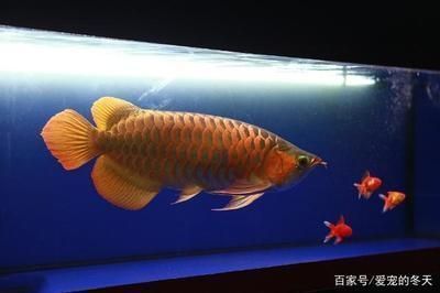 龍魚長得什么樣：金龍魚與紅龍魚區別，龍魚日常飲食搭配如何挑選健康龍魚