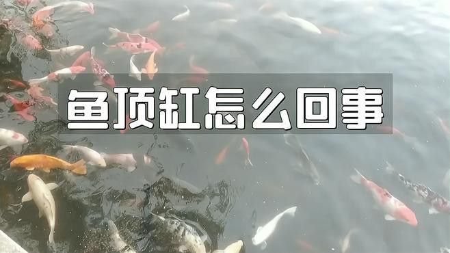 為什么銀龍魚一直頂著魚缸呢
