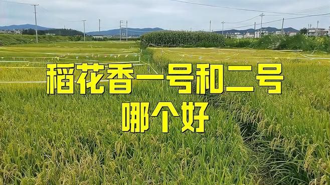 金龍魚2號
