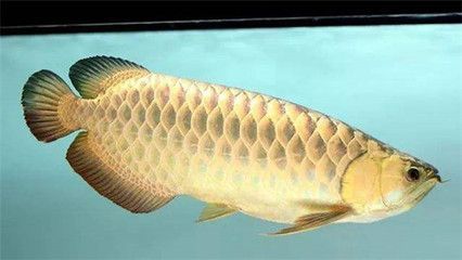 龍魚腸炎表現：龍魚腸炎的一些表現
