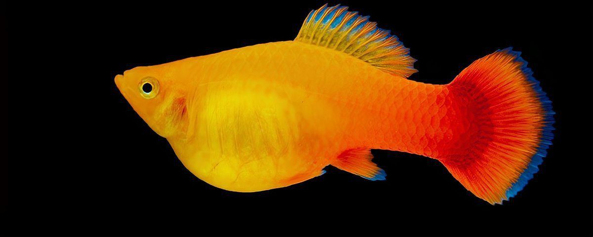 牡丹魚(yú)的繁殖與養(yǎng)殖方法