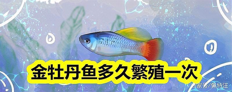 牡丹魚(yú)的繁殖與養(yǎng)殖方法