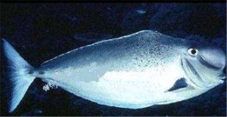 龍魚膽子小不吃食：龍魚不吃東西的原因及解決方案 龍魚膽子小不吃食：龍魚不吃東西的原因及解決方案 龍魚百科 第2張