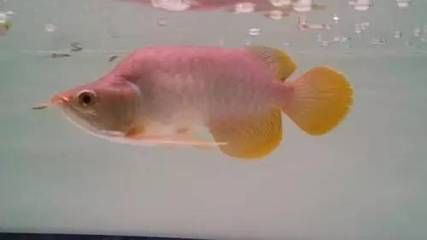 福龍魚有哪幾種品種（福龍魚養殖技巧有哪些福龍魚的養殖技巧有哪些）