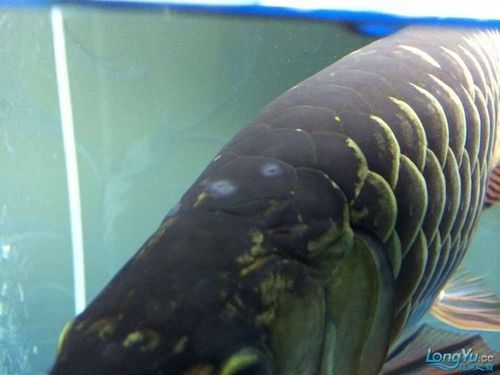 銀龍魚眼睛上有白點是什么病圖片