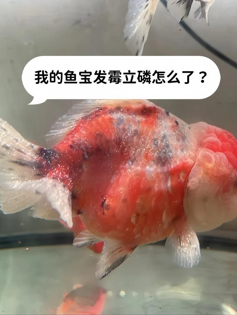 銀龍魚眼睛上有白點是什么病圖片