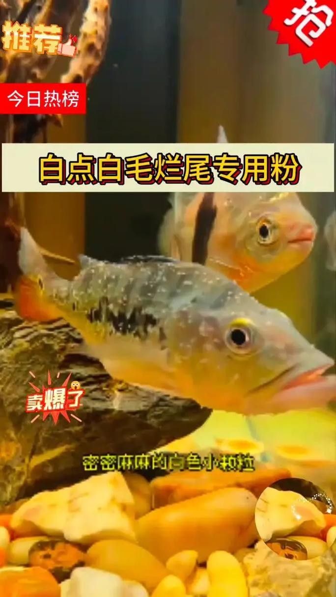 銀龍魚眼睛上有白點是什么病圖片
