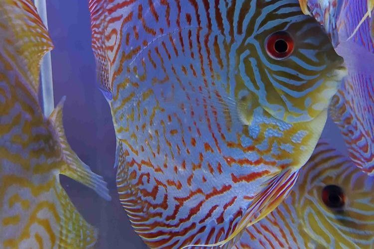 銀龍魚眼睛上有白點是什么病圖片