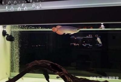 龍魚浮水面不動的解決方法（龍魚停在水面不動怎么辦）