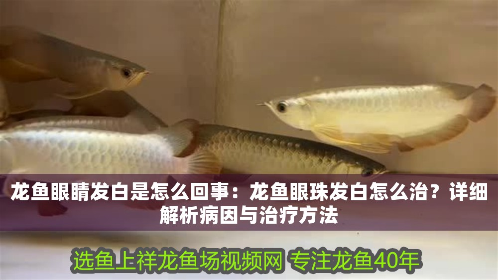 龍魚眼睛發(fā)白是怎么回事：龍魚眼珠發(fā)白怎么治？詳細(xì)解析病因與治療方法